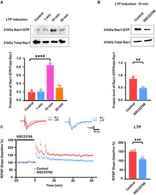 Activation of Rac1 Has an Opposing Effect on Induction and Maintenance of Long-Term Potentiation in Hippocampus by Acting on Different Kinases